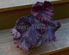 Begonia DS-CHOCOLADE COVERED CHERRY